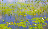 "Monet in the Adirondacks V" | Fine Art Print on Hahnemühle William Turner Paper | Whitewashed Maple Wood Frame | 40”H x 65”W | Edition of 10 | $5,250 | Custom sizes and print methods available.