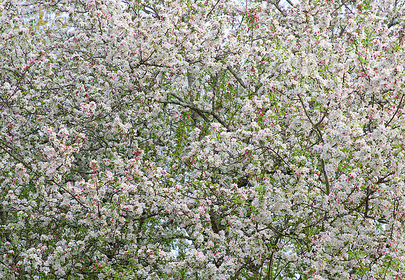 "Blossoming Spring" | Fine Art Print on Hahnemühle William Turner Paper | Whitewashed Maple Wood Frame | 45”H x 65”W | Edition of 10 | $5,500 | Custom sizes and print methods available.