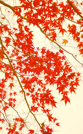 Red Maple | Fine Art Print on Hahnemühle William Turner Paper | Gold Burnished Wood Frame | 40”H x 60” | $4,500
