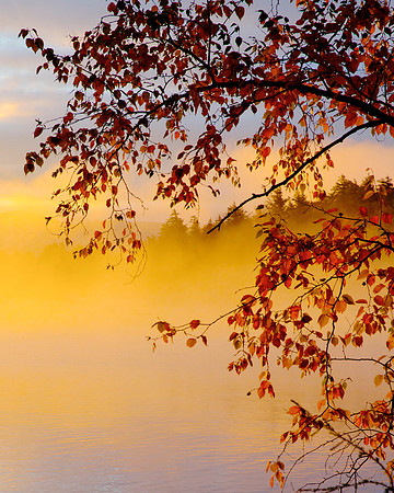Wall D1- Autumn Eve 32"W x 40"H