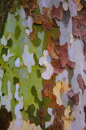 Tree Skin 40x60 13