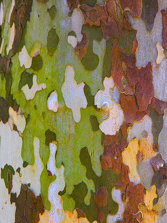 Tree Skin 40x60 10