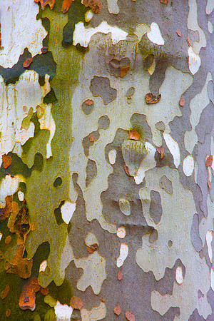 Tree Skin 40x60 1