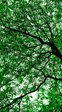 Wellesley Project Main Lobby/ADK Trees
