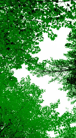 Wellesley Project Main Lobby/ADK Trees