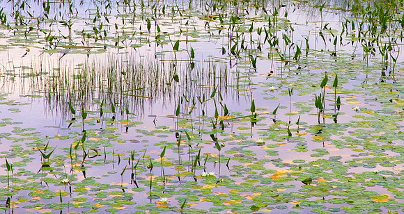 Monet Summering in the Adirondacks 34" x 64W