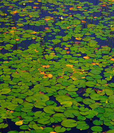 Panel 4A- Lily Pads II 30"W x 35"H