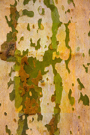 Tree Skin 40x60 5