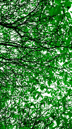Wellesley Project Main Lobby/ADK Trees