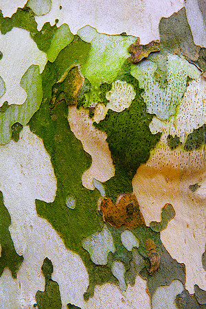 Tree Skin 40x60 20