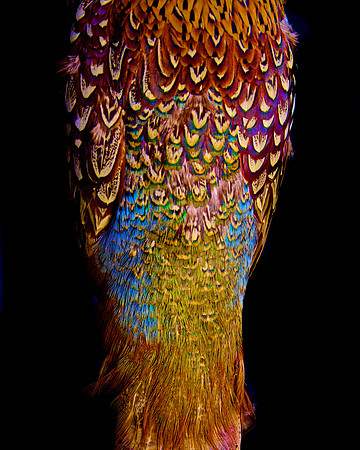 Panel 2A- Birdback II 32"W x 40"H