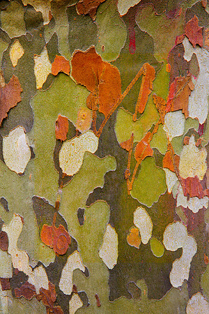 Tree Skin 40x60 2