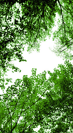 Wellesley Project Main Lobby/ADK Trees