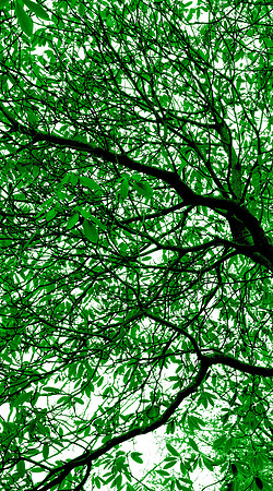 Wellesley Project Main Lobby/ADK Trees
