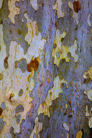 Tree Skin 40x60 17