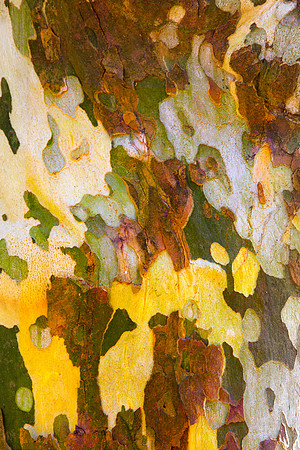 Tree Skin 40x60 9