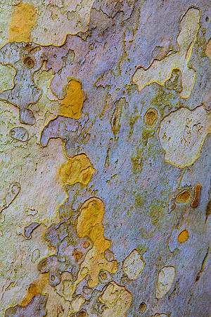 Tree Skin 40x60 18