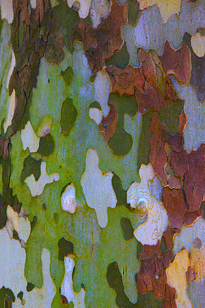 Tree Skin 40x60 11
