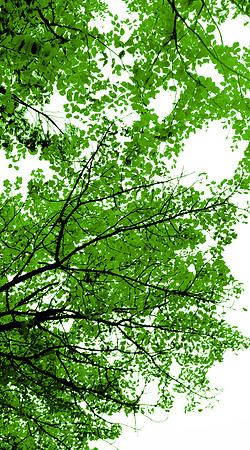 Wellesley Project Main Lobby/ADK Trees