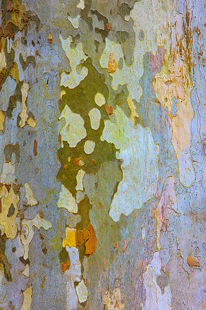 Tree Skin 40x60 15