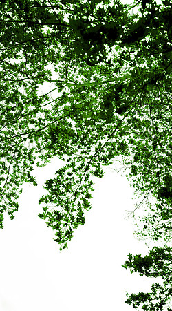 Wellesley Project Main Lobby/ADK Trees