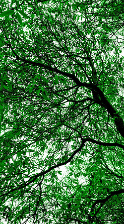 Wellesley Project Main Lobby/ADK Trees