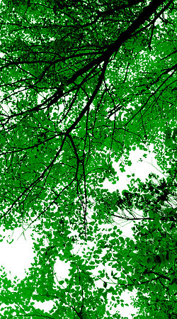 Wellesley Project Main Lobby/ADK Trees