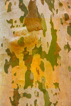 Tree Skin 40x60 3