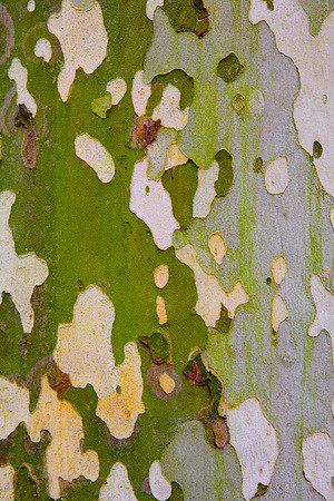 Tree Skin 40x60 22