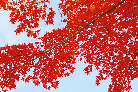 Red Maple I 40 x 60