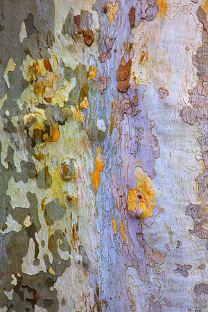 Tree Skin 40x60 14