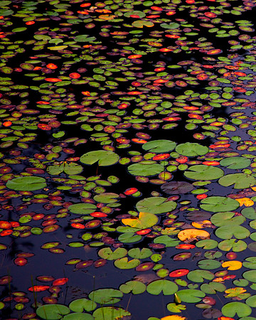 Wall D1- Lily Pads I 32"W x 40"H