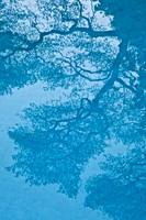 Poolside Cyanotype