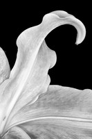 Lilies in Black and White