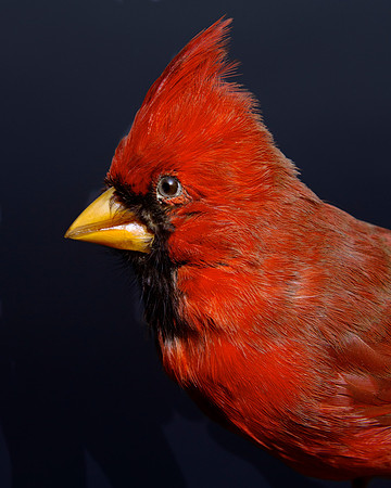 Rutilo Nitido