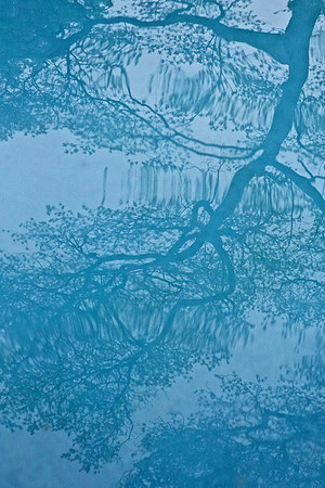 Water Tree I, archival pigment print in natural wood shadow box frame museum glass52"H x 36.5"W
