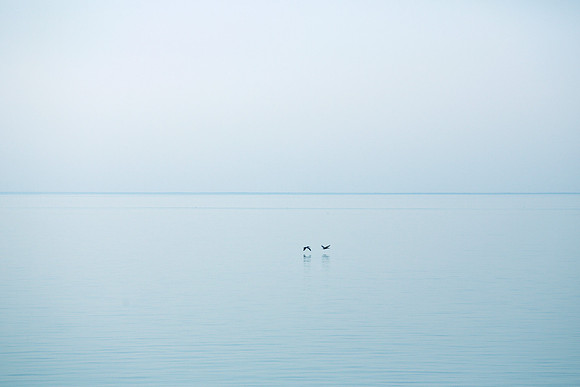 Pairing on the Lake, archival pigment print white gallery frame 38.8" H x 47.5"H