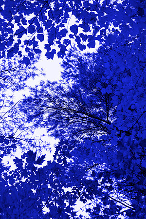 Lower Gallery Wall C Blue Tree VI 40"W x 60"H