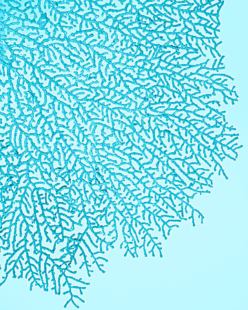 Coral Web--42"H x 35"W, archival injet print, white shadow box/museum glass