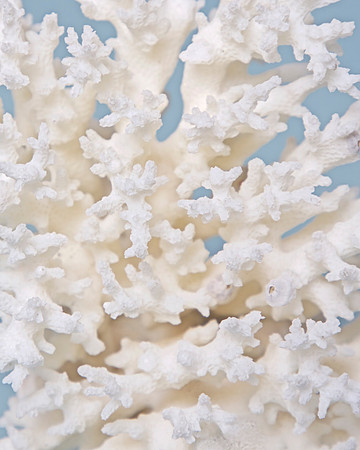 Coral I--35"H x 29"W, in white shadow box/museum glass,