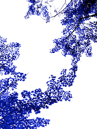 Blue Tree 1,  38" x 30"W in shadowbox white wood frame/museum glass