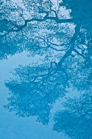 Water Tree, 52"H x 36.5" W,  in shadowbox wood frame