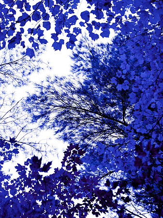 Blue Tree 2,  38" x 30"W in shadowbox white wood frame/museum glass