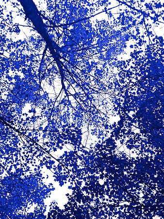Blue Tree 3,  38" x 30"W in shadowbox white wood frame/museum glass