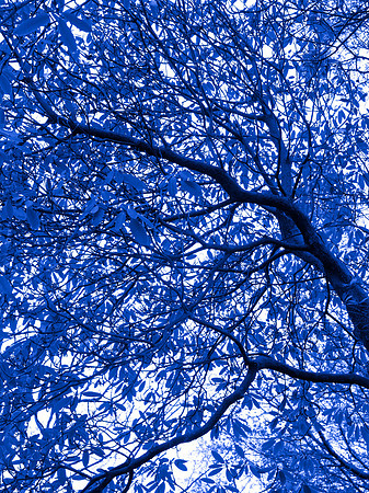 Blue Tree 18,  38" x 30"W in shadowbox white wood frame/museum glass