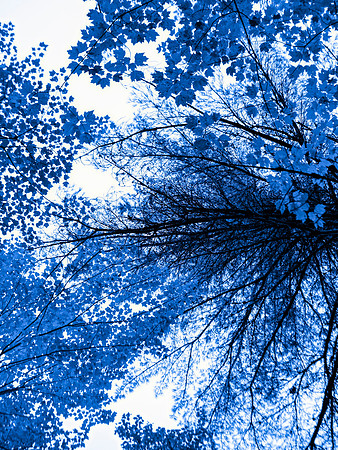 Blue Shade II (30"W x 40"H)