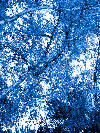 Canopy II (30"W x 40"H)