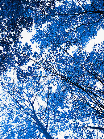 Canopy I (30"W x 40"H)