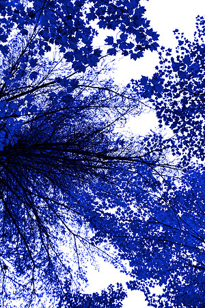 Lower Gallery Wall C Blue Tree I 40"W x 60"H