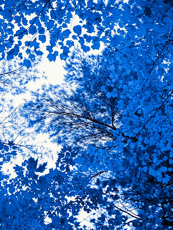 Blue Tree I 37.5h x 29.5W